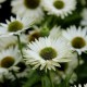 Echinacea-Jeżówka-Virgin