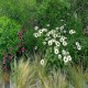 Echinacea-Jeżówka-Virgin