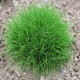 FESTUCA GAUTIERI "PIC CARLIT" (kostrzewa )