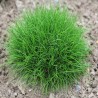FESTUCA GAUTIERI "PIC CARLIT" (kostrzewa )