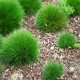 FESTUCA GAUTIERI "PIC CARLIT" (kostrzewa )