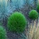 FESTUCA GAUTIERI "PIC CARLIT" (kostrzewa )