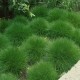 FESTUCA GAUTIERI "PIC CARLIT" (kostrzewa )