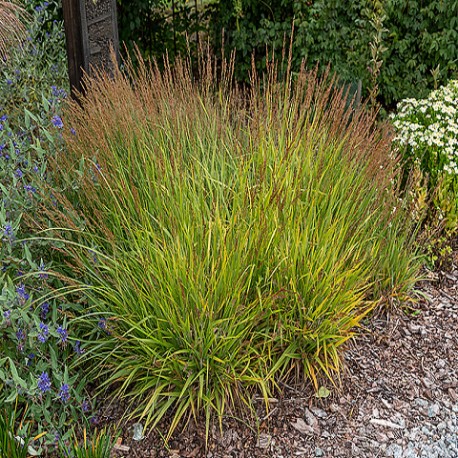CALAMAGROSTIS CHEJU-DO (trzcinnik)
