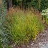 CALAMAGROSTIS CHEJU-DO (trzcinnik)