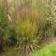 CALAMAGROSTIS CHEJU-DO (trzcinnik)