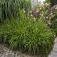 CALAMAGROSTIS CHEJU-DO (trzcinnik)