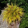 HAKONECHLOA MACRA MULLED WINE
