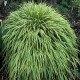 HAKONECHLOA MACRA ALBOSTRIATA-paskowana