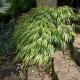 HAKONECHLOA MACRA ALBOSTRIATA-paskowana