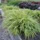 HAKONECHLOA MACRA ALBOSTRIATA-paskowana