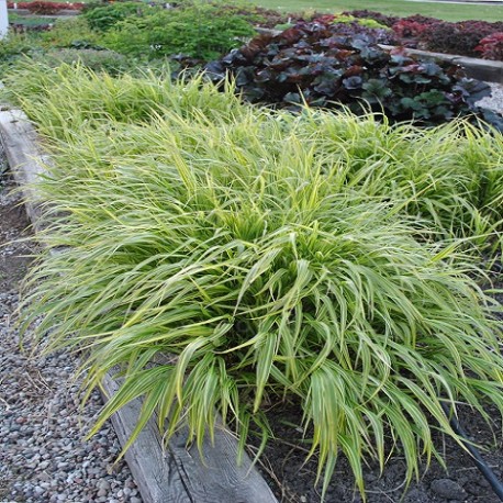 HAKONECHLOA MACRA ALBOSTRIATA-paskowana