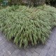 HAKONECHLOA MACRA ALBOSTRIATA-paskowana