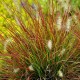 PENNISETUM-rozplenica BURGUNDY BUNNY(burgundowy królik)