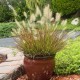 PENNISETUM-rozplenica BURGUNDY BUNNY(burgundowy królik)