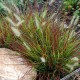 PENNISETUM-rozplenica BURGUNDY BUNNY(burgundowy królik)
