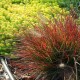 PENNISETUM-rozplenica BURGUNDY BUNNY(burgundowy królik)
