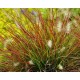 PENNISETUM-rozplenica BURGUNDY BUNNY(burgundowy królik)