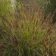 PENNISETUM NATIONAL ARBORETUM (rozplenica)