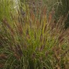 PENNISETUM National Arboretum (rozplenica)