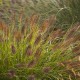 PENNISETUM NATIONAL ARBORETUM (rozplenica)