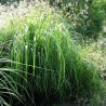 Spartina Aureomarginata (spartyna grzebieniasta)