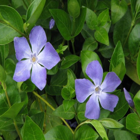Vinca major-Barwinek