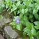 Vinca major-Barwinek