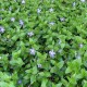 Vinca major-Barwinek