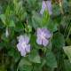 Vinca major-Barwinek