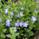 Vinca major-Barwinek