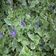 Vinca major-Barwineki-Variegata