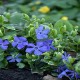 Vinca major-Barwineki-Variegata