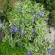 Vinca major-Barwineki-Variegata