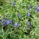 Vinca major-Barwineki-Variegata