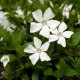 Vinca minor-Barwinek-Gertrude Jekyll