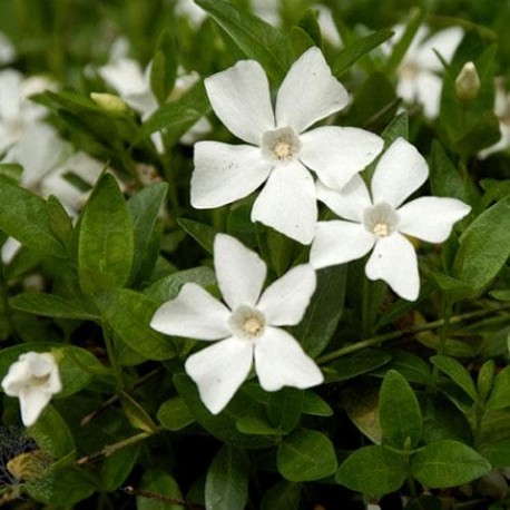 Vinca minor-Barwinek-Gertrude Jekyll