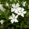 Vinca minor-Barwinek-Gertrude Jekyll