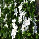 Vinca minor-Barwinek-Gertrude Jekyll