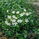 Vinca minor-Barwinek-Gertrude Jekyll