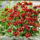 Helenium-Dzielżan-Ruby Tuesday