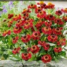 Helenium-Dzielżan-Ruby Tuesday