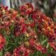 Helenium-Dzielżan-Ruby Tuesday