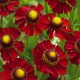 Helenium-Dzielżan-Ruby Tuesday