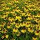 Helenium-Dzielżan-x hybridum-Wesergold