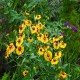 Helenium-Dzielżan-x hybridum-Wesergold