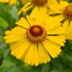 Helenium-Dzielżan-x hybridum-Wesergold