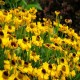 Helenium-Dzielżan-x hybridum-Wesergold