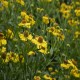 Helenium-Dzielżan-x hybridum-Wesergold