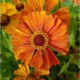 Helenium-Dzielżan-Little Orange